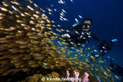 a photographer came across lots of coral fishes by Kandis Semidang 